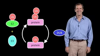 Deshaies (Amgen) 1: A primer on the ubiquitin-proteasome system