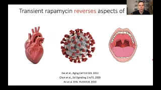 Rapamycin is the gold standard for longevity interventions