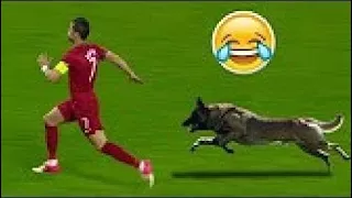 Tiere auf dem Fußballplatz ● Lustige momente ● HD