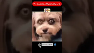 اغرب مواقف للحيوانات ج٢