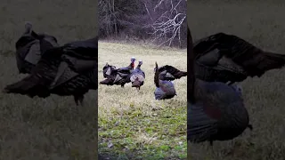 THE WIVES GO TURKEY HUNTING