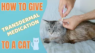 How to give Transdermal medication to a cat