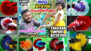 തായ്‌ലാൻഡ് Betta fishes കളക്ഷനുമായി ഒരു Wholesale Breeder|Thailand Betta fish|Smak bettas