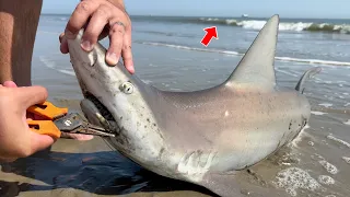 How to Catch MASSIVE SHARKS from ANY Beach!!! (We Teach You EVERYTHING)