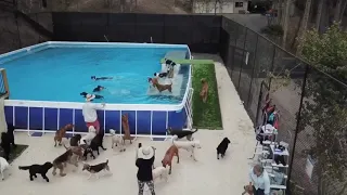 Dogs swimming in massive dock diving pool