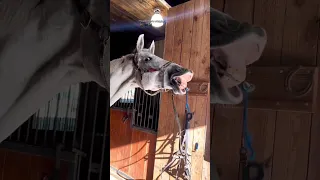 Funny parrot, horse and dog/смешные попугай, конь и собака