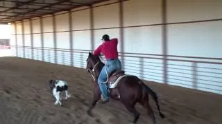 Boomer 4yr. old calf roping horse