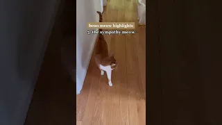 Bean Meow Highlights - Part 2