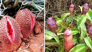 10 Plantas Mais ESTRANHAS Existentes na NATUREZA