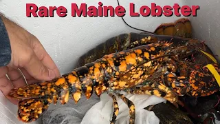 Maine lobster fishing #3 Rare catch!