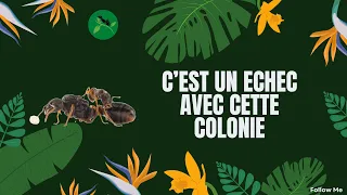 C'est un échec avec cette colonie