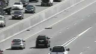 Family of ducks filmed crossing highway