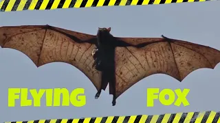 flying fox bat - Flying foxes # Bats #biggest#bat