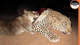 Lions Give The Leopard a Lesson He'll Never Forget