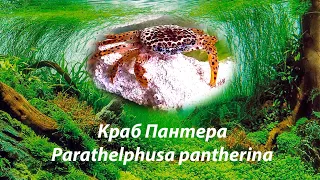 Краб Пантера (Леопардовый краб) / Parathelphusa pantherina