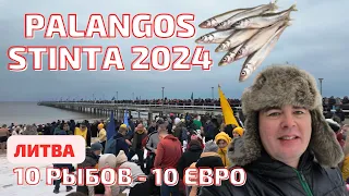 PALANGOS stinta 2024. Корюшка по 10€? НАЛЕТАЙ! ЛИТВА