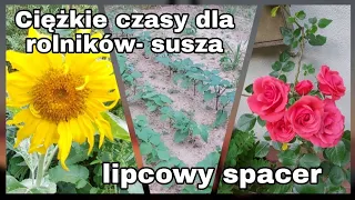 Lipcowy spacer po gospodarstwie *susza a plony*