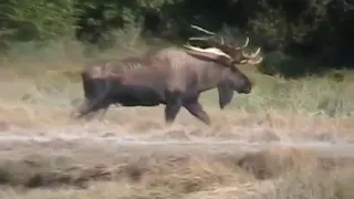 RECORD BULL MOOSE Encounters GRIZZLY, alaska trophy moose brown bears, versus, vs