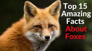 Top 15 Amazing Facts About Foxes - Interesting Facts About Foxes