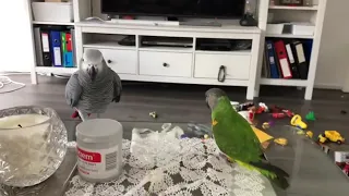 African grey and Senegal parrot 2/4