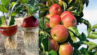 Very Easy Technique of Growing Apple Tree Using Apples in A Glass Of Water Get A Lot Of Fruits