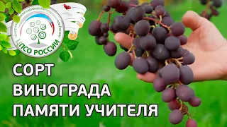 Сорт винограда Памяти учителя. 🍇 Описание сорта винограда Памяти учителя.