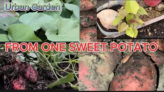 HOW TO GROW LOTS OF SWEET POTATOES IN A SMALL GARDEN SPACE