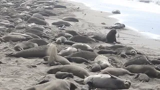 The rookery at Elephant Seal Vista Point, January 2023 | CALIFORNIA WILDLIFE