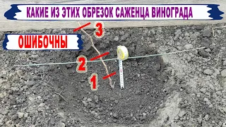 🍇Популярная ОШИБКА.  Даже НЕ ДУМАЙ ТАК обрезать саженцы винограда ПОСЛЕ ПОСАДКИ на постоянное место