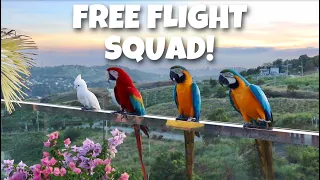 CONGRATULATIONS NEW FREE FLIGHT BIRD MEMBERS! Welcome sa paglipad Elmo and Mia! (WOW) | Murillo Bros