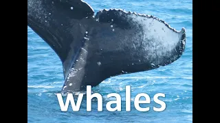 Whales play about our boat