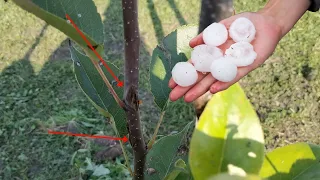 Если деревья пострадали от града их можно спасти!