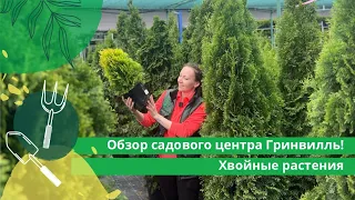 Обзор садового центра Гринвилль! Хвойные растения