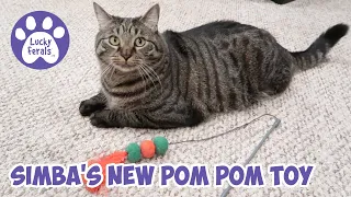 Simba's New Pom Pom Toy * S4 E103 * Cats Playing With Cat Toys