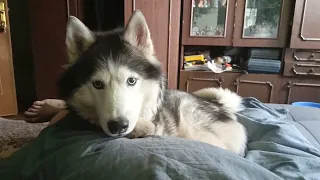 очередное утро, тот самый песель #хаски #husky