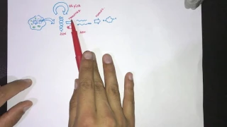 Generalidades del Genoma Humano (Parte I- Ploidia, Dogma y Composición)