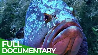 Underwater Creatures - The Legacy of Jacques Cousteau | Free Documentary Nature