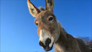 donkey voice