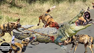 Perros Salvajes Vieron Impotentes Cómo Las Hienas Y Los Cocodrilos Despedazaban Cruel A Sus Crías