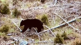 9 YEAR OLD KILLS GIANT BLACK BEAR!