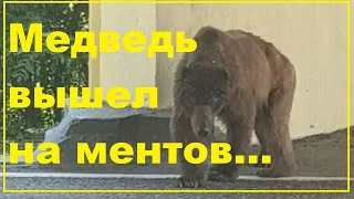 Медведь вышел на ДПС-ников.