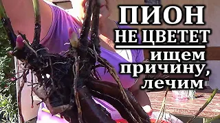 Пион не цветет после пересадки Ищем причину Выкапываем Лечим Сажаем