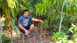 Growing Lychee Trees in 25°F - 115°F Climate
