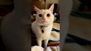 no bite #cat #cats #catvideos #catlover #catsoftiktok