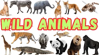 Wild animals Vocabulary for kids |Learn English |@kidsinfo_channel #vocabulary #english #animals