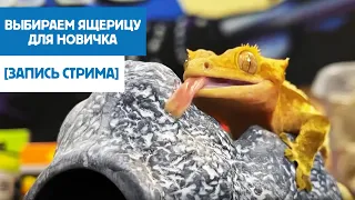 🦎 Выбираем ящерицу для новичка [запись стрима].