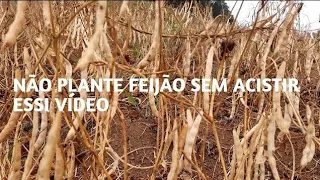 COLHENDO FEIJÃO PRETO E CARIOCA #feijão #colheita #agricultura #agriculture