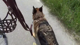 Прогулка с собакой на велосипеде. Велопрогулка с немецкой овчаркой