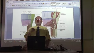 Anatomy of head & neck 78 ( Palate , part 2 ) , by Dr. Wahdan