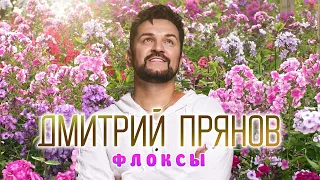 Дмитрий Прянов — Флоксы (ПРЕМЬЕРА ПЕСНИ)